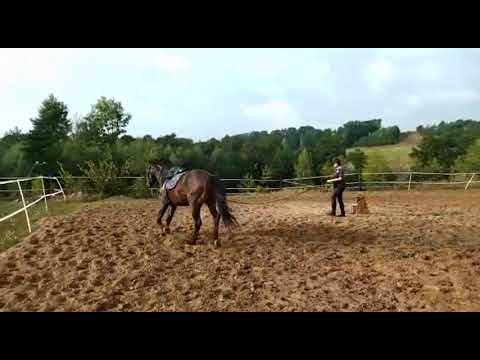 Gelding from Dimagico/Dimagio Guffi/Folio For Sale