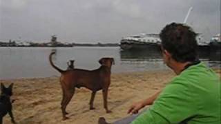 preview picture of video 'Duitse Pinschers on the beach'