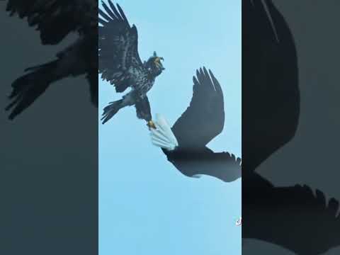 Águila real Mexicana 🇲🇽 vs águila calva 🇺🇸