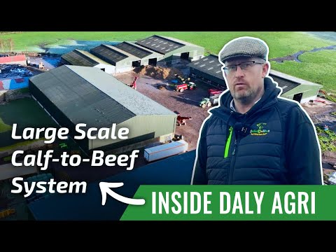 Inside Daly Agri: Large-Scale Calf-to-Beef System