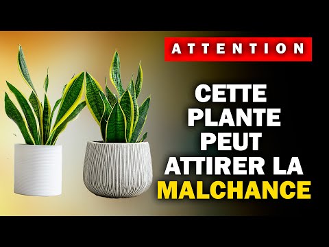Ne placez jamais cette plante ici - Elle attire la malchance et la pauvreté.