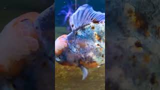 Download lagu Kirin Oranda | SUPER Blue! #fancygoldfish #goldfish #aquarium #fish #petfish #fishkeeping mp3