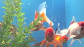 My Machete "Opposite Ends"