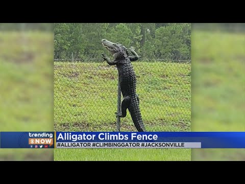 No Big Deal, Just Alligators Out Here Climbing Fences