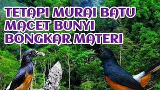 Download lagu terapi murai batu bongkar isian 100 % ampuh mp3