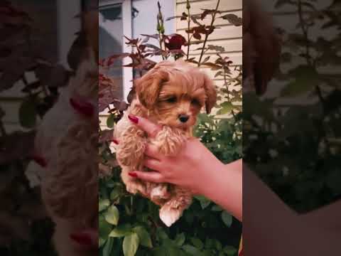 Maltipoo puppy for sale