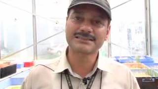 Salinity tolerance in rice: progress at IRRI