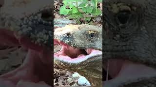 It&#39;s a pity that the Komodo dragon is tired #animals #komodo