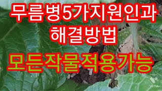 5가지만 알면 김장배추무마늘양파 텃밭재배  무름병 원인해결