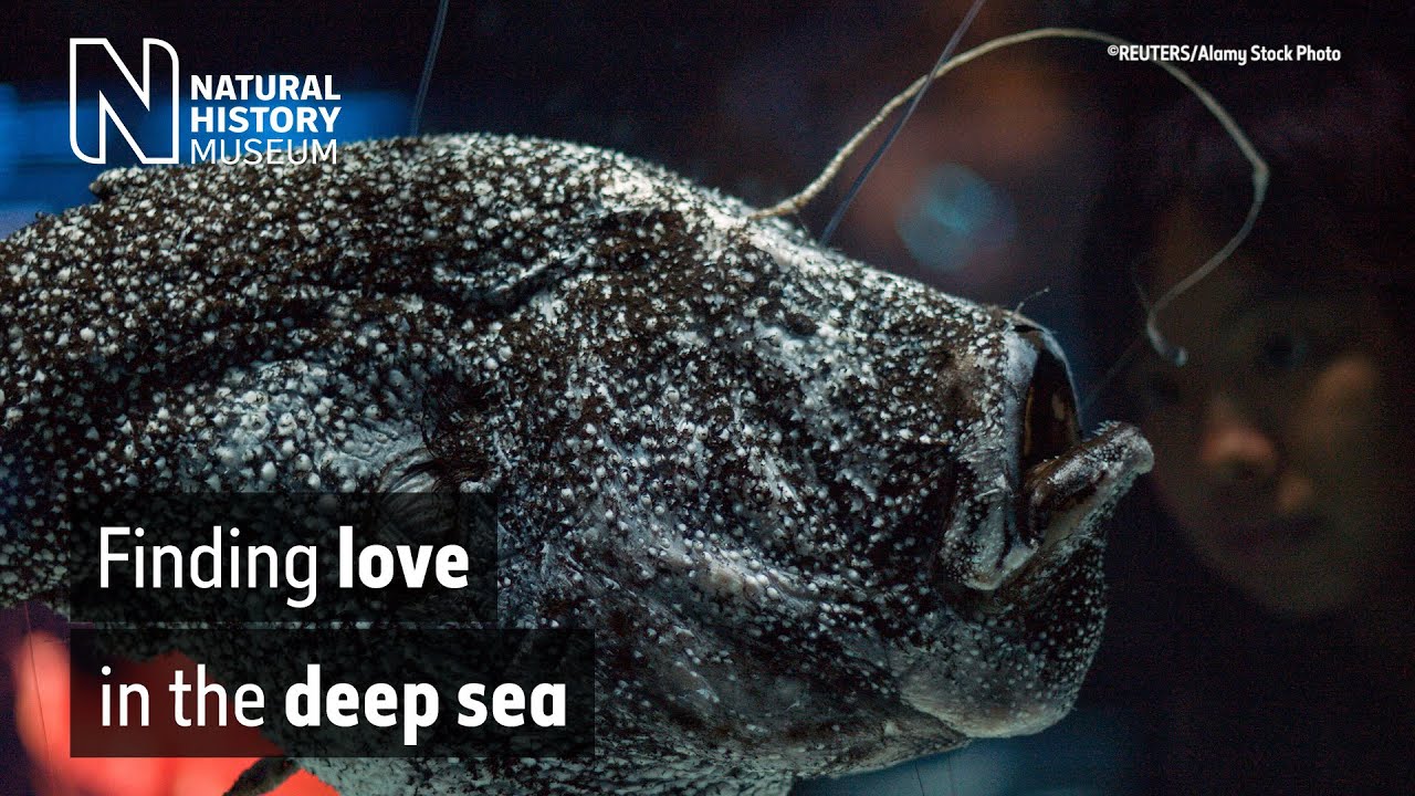 The bizarre love life of the anglerfish
