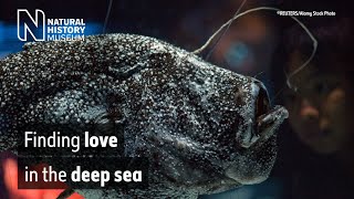 Whipnose Anglerfish Swim Upside Down - The New York Times