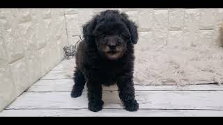 トイプードルの動画01