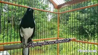 Download lagu suara kacer konslet bongkar materi. kacer lain jadi ikut bunyi mp3