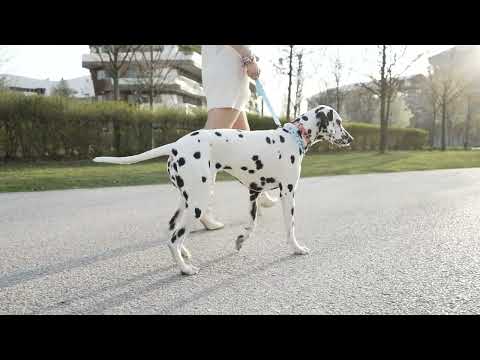 Миниатюра изображения товара Шлея United Pets Complete Me Identity 3.5x48-64см (черный/розовый)