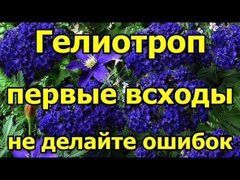 🌺#Гелиотроп. Первые всходы. Не делайте ошибок.