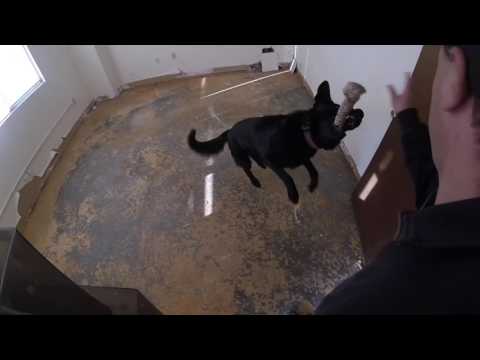 K 9 Lex DDUSA 6  Narcotics