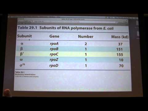 44.  Kevin Ahern's Biochemistry - Transcription I