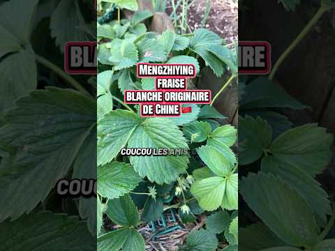 Rare White Strawberries: Prized in China Gardens