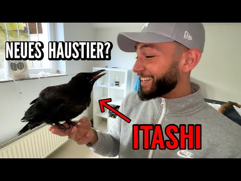 We SAVE a RAVEN'S LIFE and ADOPT him😍🐦‍⬛ @codadrea