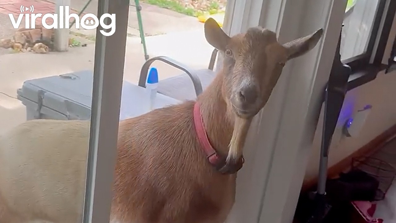 Our BnB Host Stopped by to Make Sure Everything’s Okay || ViralHog