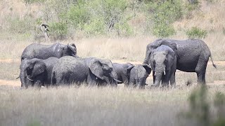 Elephant Playing with Mud – Wildlife Videos from Africa.