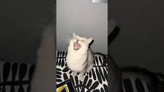 Who Let The Dogs Out?!