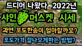 샤아머스켓 2022년시세는 얼마일까요? 가격잘나오는 방법? #샤인머스켓재배기술 #샤인머스켓포도가격시세 #시설…