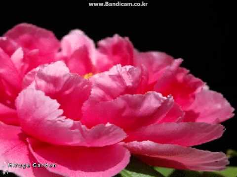 [BMS] xi - Mirage Garden [BGA]