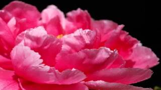 Cover art for Mirage Garden