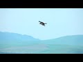 Birds Free Stock Footage Beautiful Flying Birds Stock Footage No Copyright Free To Use Videos