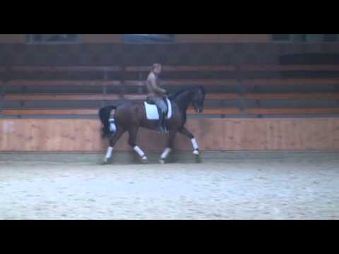 kowalscykonie.pl - Rasputin W - dressage training session: XI.2011 - SOLD