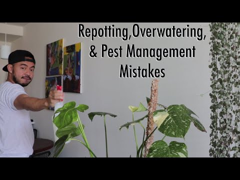 , title : 'Houseplant Fails | How to Fix Indoor Plant Care Mistakes
