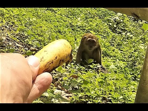 STREET MONKEYS (TAILAND 2017) thumbnail