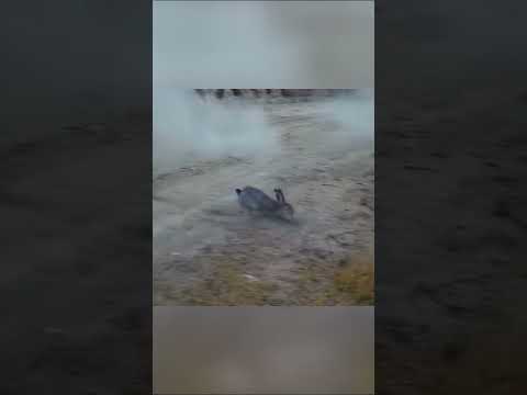 This Rabbit Really Went Full Messi Mode 😂🐇⚽#ihirisniper #wildboar #hunting #deerhunting