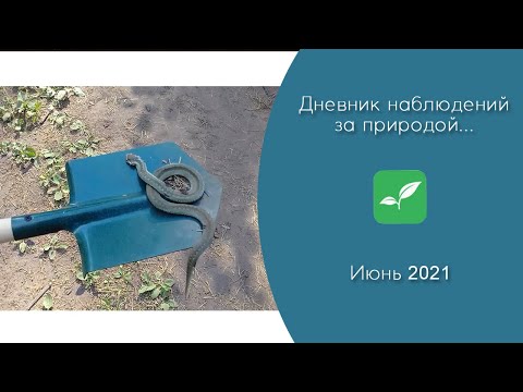Дневник наблюдений за природой... ИЮНЬ (2021 г.)