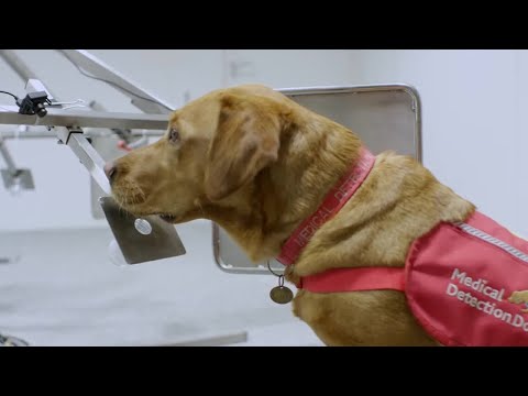 狗能聞到癌症的味道--狗的祕密生活 - BBC------。 (Dogs Can Smell Cancer - Secret Life of Dogs - BBC)
