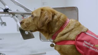 Dogs Can Smell Cancer - Secret Life of Dogs - BBC