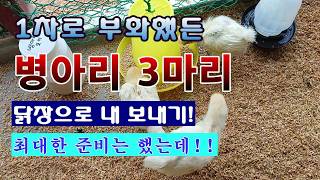 [텃밭농부 2,228]  첫 부화했든 병아리 3마리. 닭장으로 드디어 이동! #닭키우기