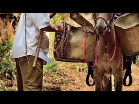 O Lobisomem de Buritirama (#Bahia)