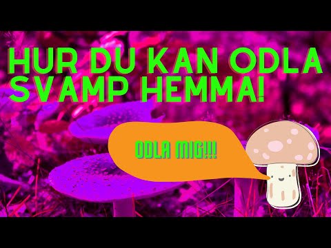 Hur Man Odlar Matsvamp Hemma || Svampserien #2
