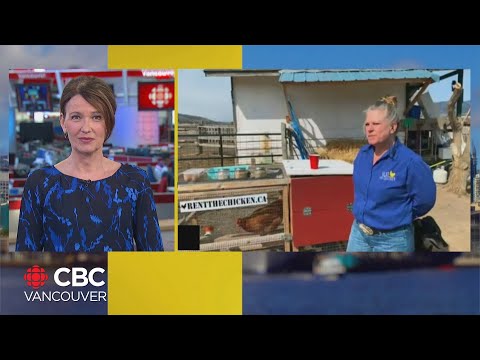 Counting chickens and eggs: BC sees a surge of popularity in backyard chicken rentals