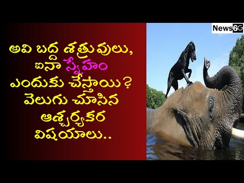 inspiration stories in telugu