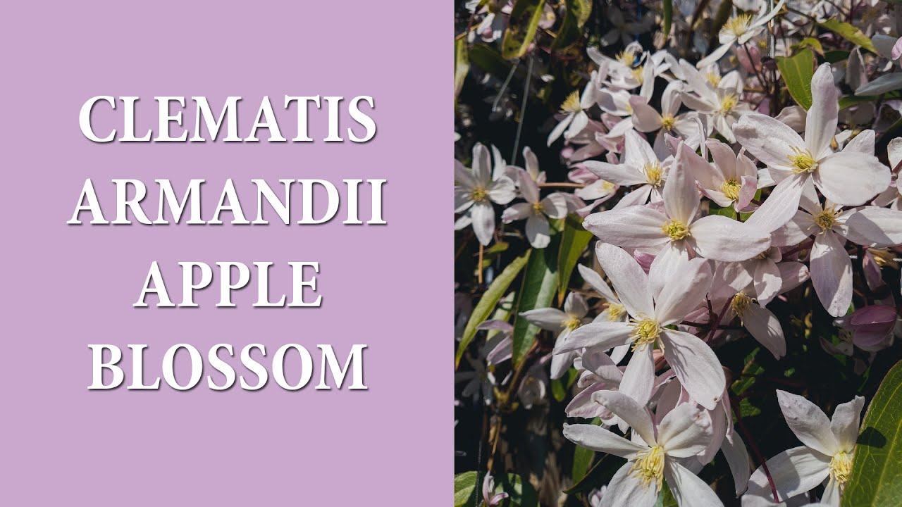 Najwcześniej kwitnący klematis / Powojniki uprawa i pielęgnacja / Clematis Apple Blossom / MrsGarden