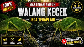 Download lagu 🔥 MASTERAN WALANG KECEK ASLI HD   TERAPI AIR MENGALIR | bikin burung cepat gacor & rajin bunyi 🔥  mp3