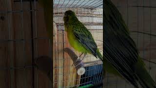 Download lagu Uzbekian Singer Canary #shorts mp3