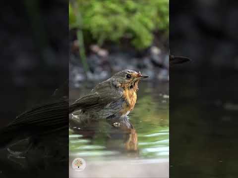 Winterfütterung sicher gestalten: Vermeide diese 3 tödlichen Fehler