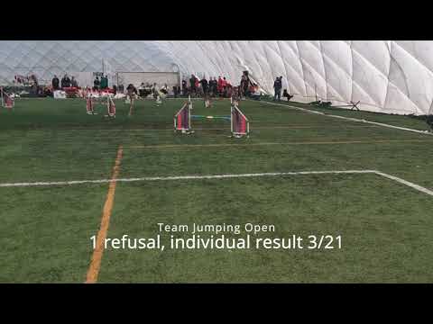 Raisa - Polish Agility Championships