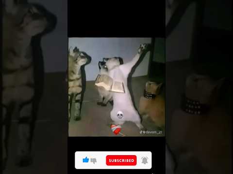 Smile dog edit #trending #edit #fypシ゚viral #shorts