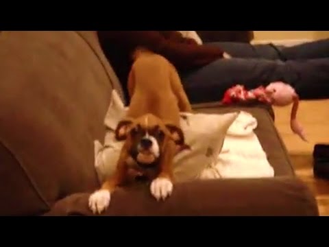 Una perrita bóxer se vuelve loca al ver entrar a su dueño por la puerta