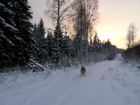 Onni_in _snow_1.1.2010.AVI